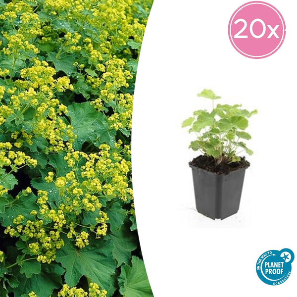 Alchemilla Mollis - 20cm