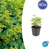 Product afbeelding 8