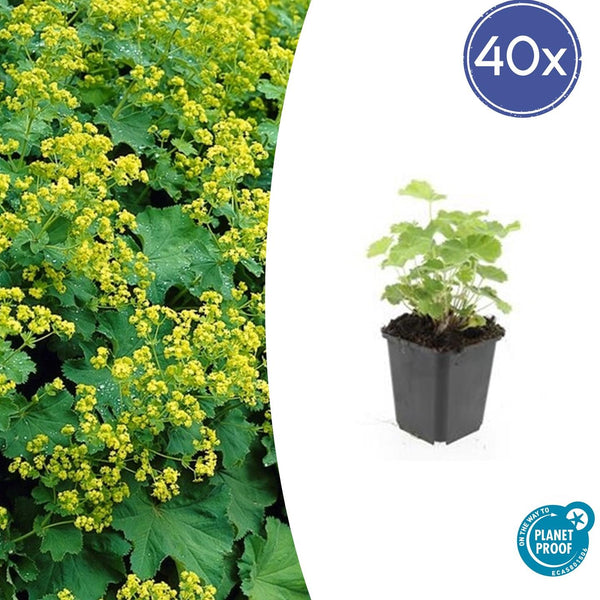 Alchemilla Mollis - 20cm