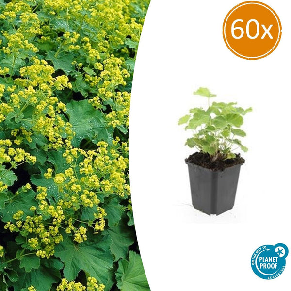 Alchemilla Mollis - 20cm