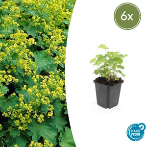Alchemilla Mollis - 20cm