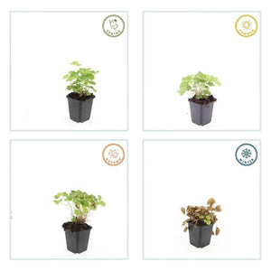 Alchemilla Mollis - 20cm