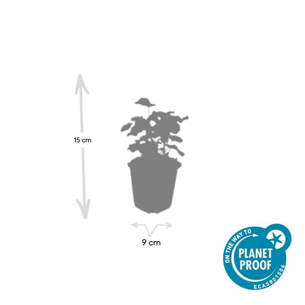 Alchemilla Mollis - 20cm