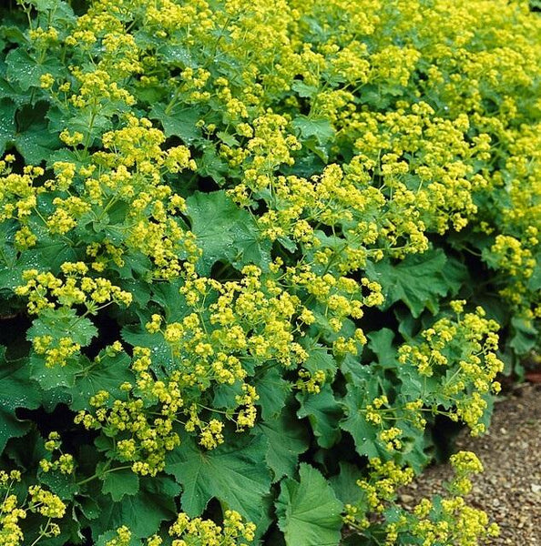 Alchemilla Mollis - 20cm