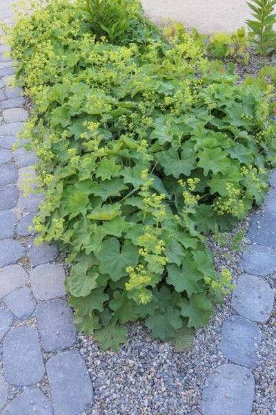 Alchemilla Mollis - 20cm