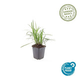 Product afbeelding 2