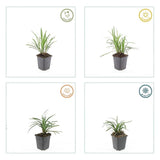 Product afbeelding 5