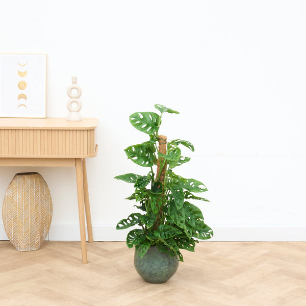 Monstera monkey leaf mosstok - 80 cm