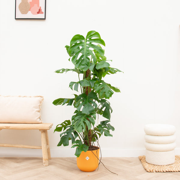 Combi deal - Monstera Pertusum XL inclusief elho Jazz Round - 120 cm