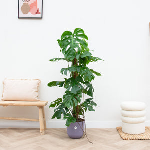 Combi deal - Monstera Pertusum XL inclusief elho Jazz Round - 120 cm