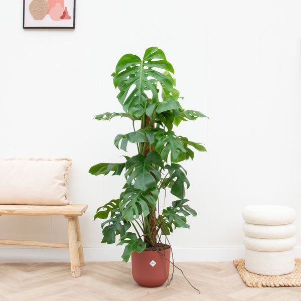 Combi deal - Monstera Pertusum XL inclusief elho Jazz Round - 120 cm