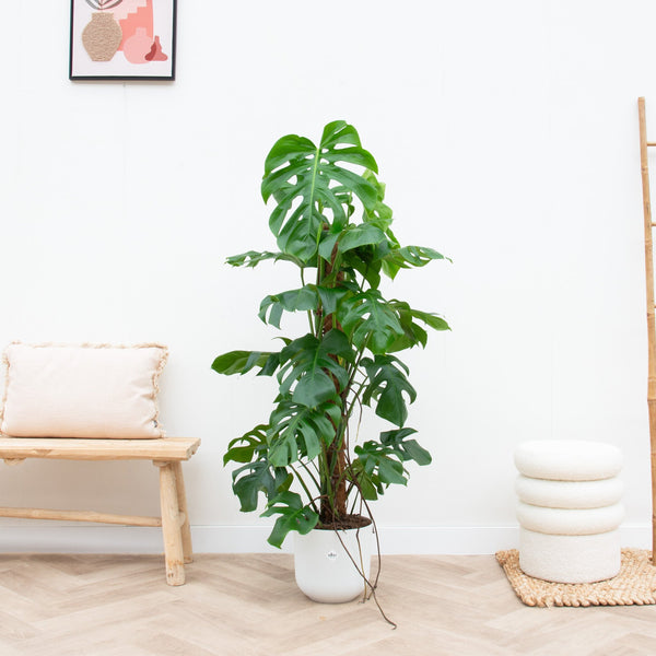 Combi deal - Monstera Pertusum XL inclusief elho Jazz Round - 120 cm