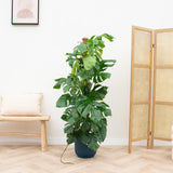Product afbeelding 1