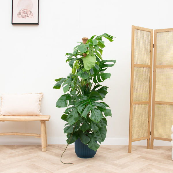 Combi deal - Monstera Pertusum XL inclusief elho Vibes Fold Round - 150cm