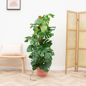 Combi deal - Monstera Pertusum XL inclusief elho Vibes Fold Round - 150cm