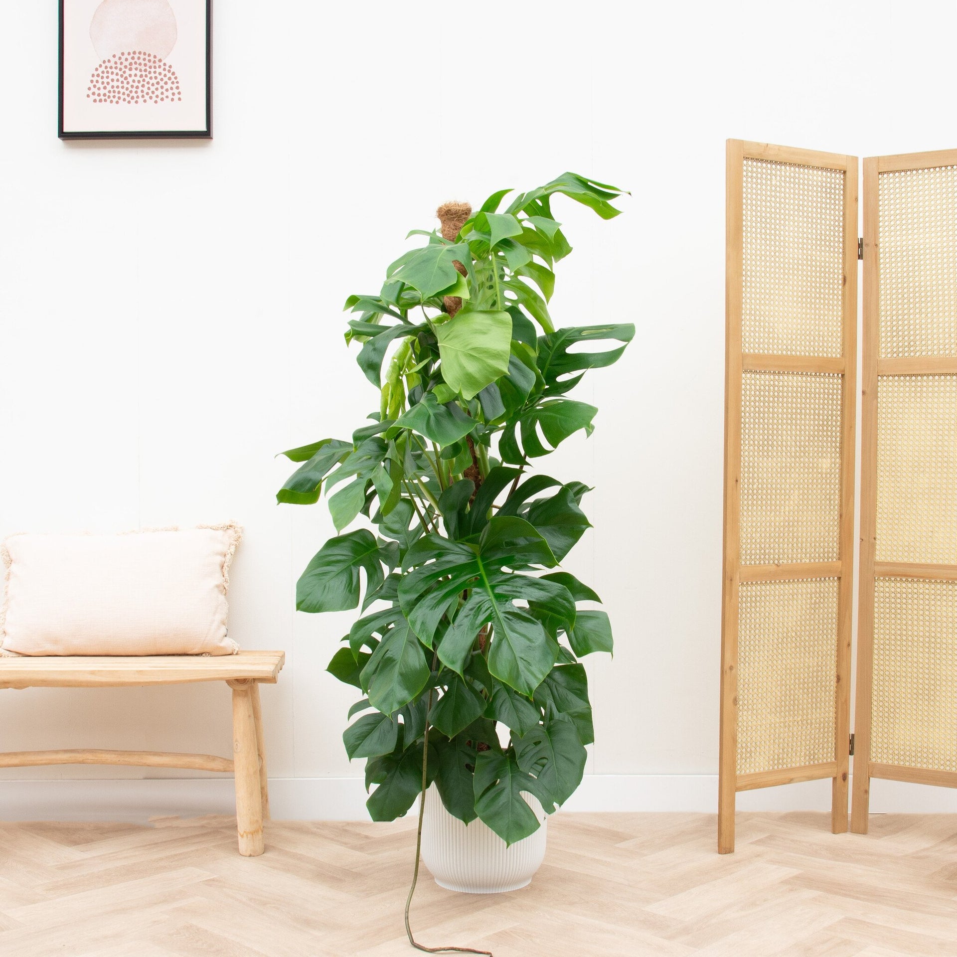 Kombi-Angebot | Monstera Pertusum XL inkl. Elho Vibes Fold Round