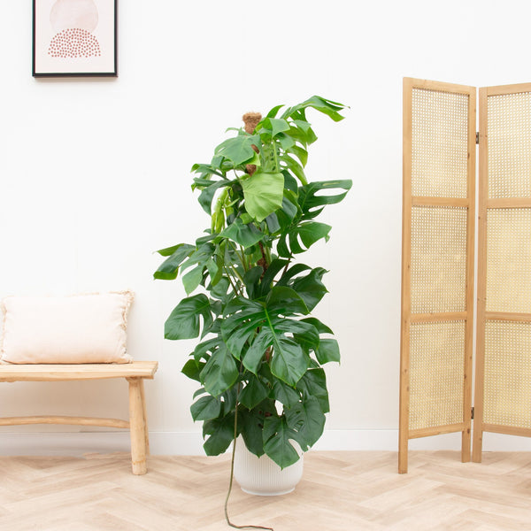 Combi deal - Monstera Pertusum XL inclusief elho Vibes Fold Round - 150cm