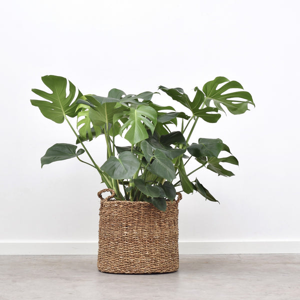 Monstera Deliciosa - 110cm