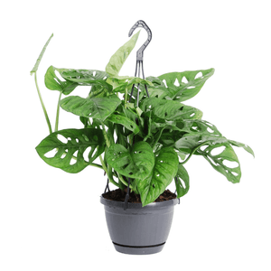 Hangplant Monstera Monkey Leaf - 30cm