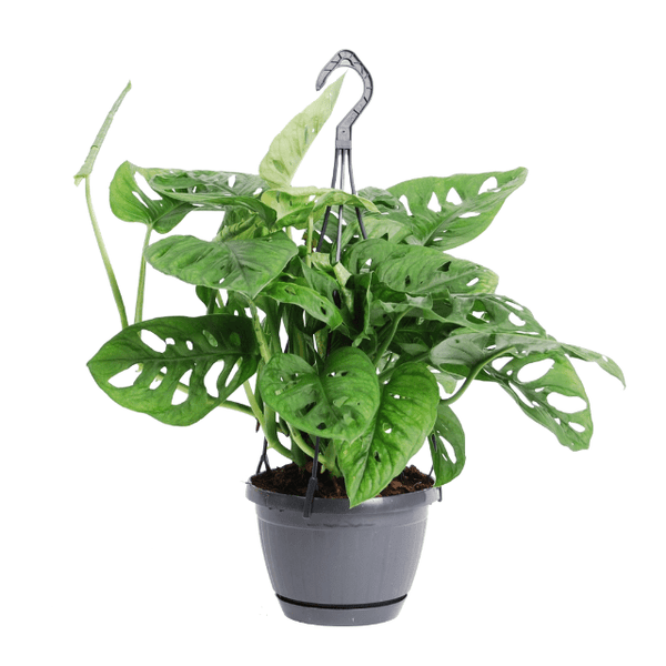 Hangplant Monstera Monkey Leaf - 30cm