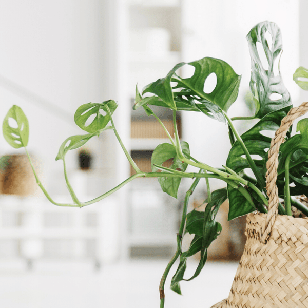 Hangplant Monstera Monkey Leaf - 30cm