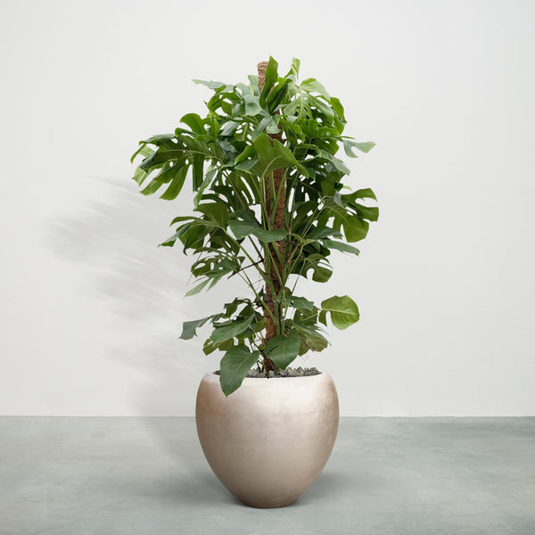 Combideal - Monstera Deliciosa y compris auto-arrosage pot Nora Matt Light M - 170cm