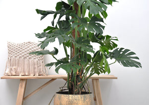 Monstera Deliciosa XXL - 150cm