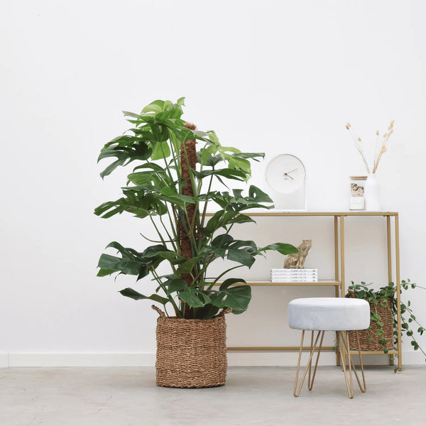 Monstera Deliciosa Mosstok - 90cm