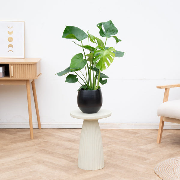Combi deal - Monstera Deliciosa inclusief pot Stijn - 70cm