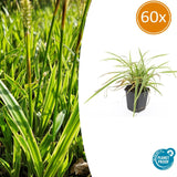 Product afbeelding 10