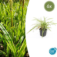 Carex morrowii 'Aureovariegata' - 20cm
