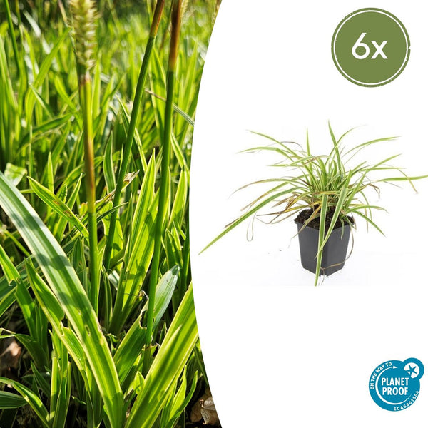 Carex morrowii 'Aureovariegata' - 20cm kopen bij Green Bubble