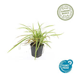 Product afbeelding 4