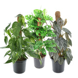 Product afbeelding 2
