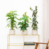 Product afbeelding 1