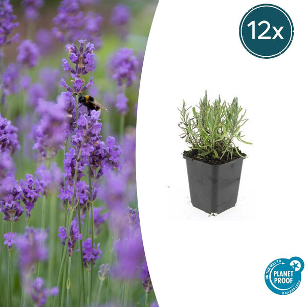 Lavandula ang 'Munstead' - 20cm