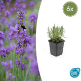 Product afbeelding 1
