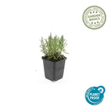 Product afbeelding 2