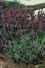 Product afbeelding 3