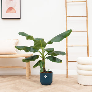 Combi deal - Bananenplant (Musa) inclusief elho Vibes Fold Round - 100 cm