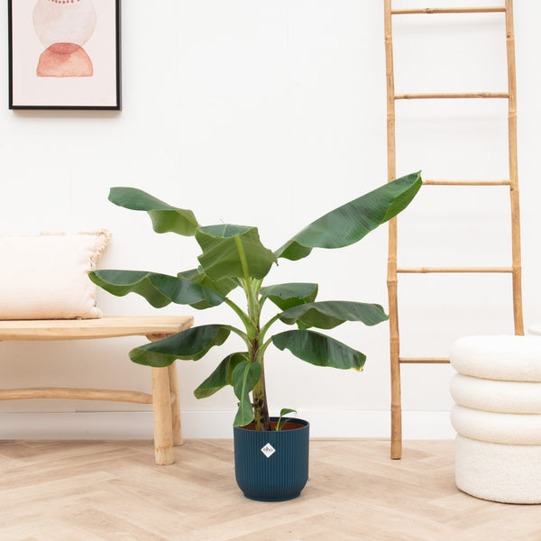 Combi deal - Bananenplant (Musa) inclusief elho Vibes Fold Round - 100 cm