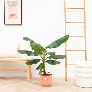 Combi deal - Bananenplant (Musa) inclusief elho Vibes Fold Round - 100 cm