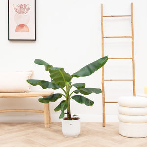 Combi deal - Bananenplant (Musa) inclusief elho Vibes Fold Round - 100 cm