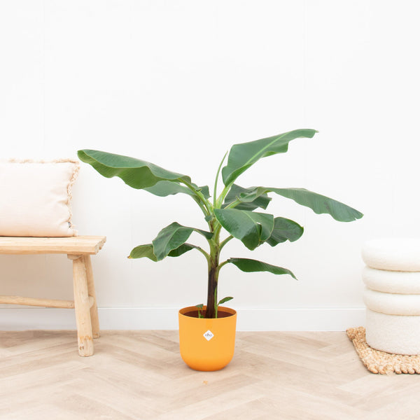 Combi deal - Bananenplant (Musa) inclusief Elho Jazz Round - 100cm