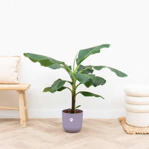 Combi deal - Bananenplant (Musa) inclusief Elho Jazz Round - 100cm