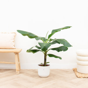 Combi deal - Bananenplant (Musa) inclusief Elho Jazz Round - 100cm