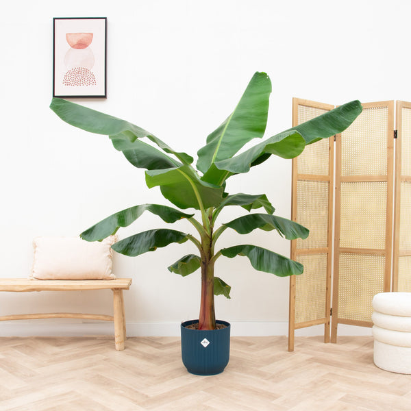 Combi deal - Bananenplant (Musa) inclusief elho Vibes Fold Round - 150 cm