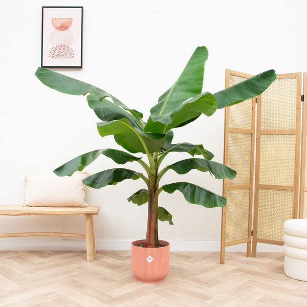 Combi deal - Bananenplant (Musa) inclusief elho Vibes Fold Round - 150 cm