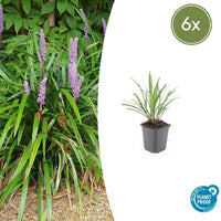 Liriope Muscari 'Ingwersen' - 20cm