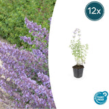 Product afbeelding 11